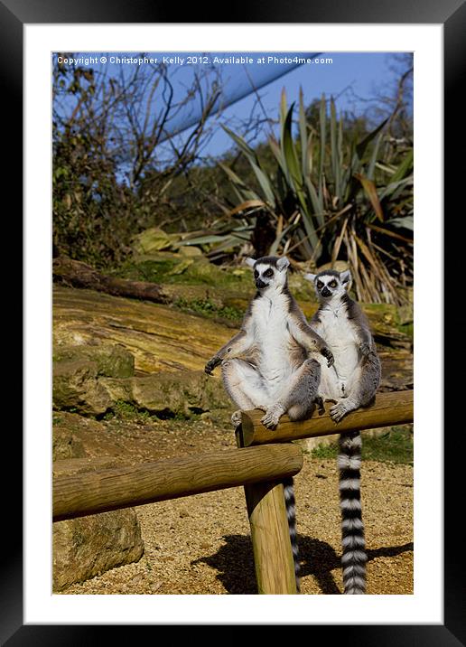 Ring-tailed lemur Framed Mounted Print by Christopher Kelly