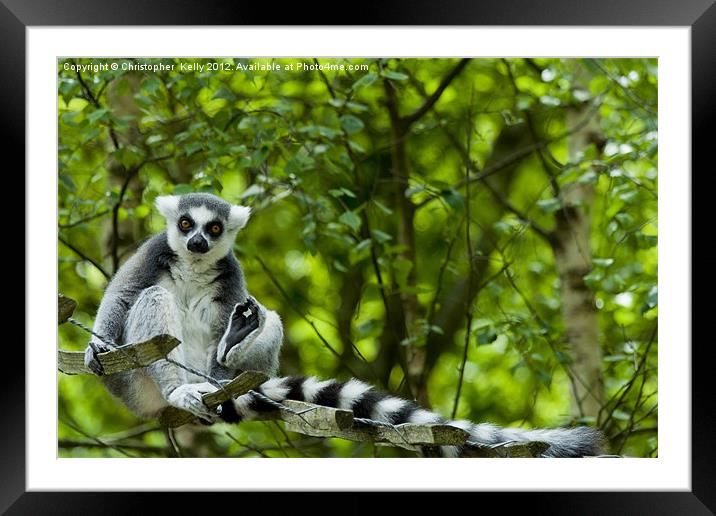 Ring-tailed lemur (Lemur catta ) Framed Mounted Print by Christopher Kelly