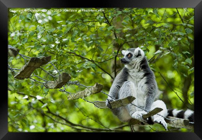 Ring-tailed lemur (Lemur catta ) Framed Print by Christopher Kelly