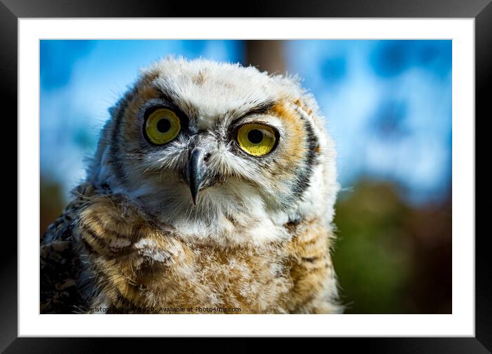 Hoot me Framed Mounted Print by Christopher Kelly