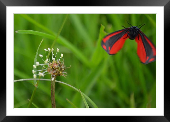 cinnabar moth in flight Framed Mounted Print by sian overton