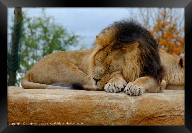 Male Asian lion asleep. Chester zoo.UK. Framed Print by Luigi Petro