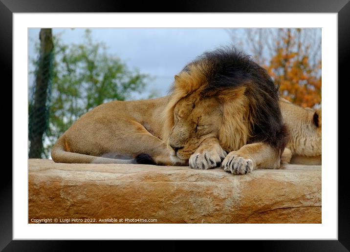 Male Asian lion asleep. Chester zoo.UK. Framed Mounted Print by Luigi Petro