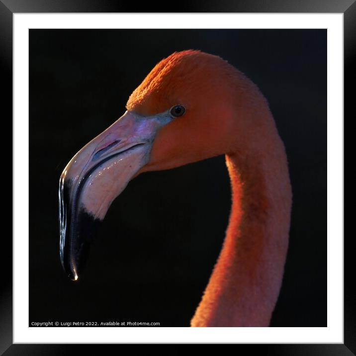 Portrait of a Pink Flamingo, Chester zoo, UK Framed Mounted Print by Luigi Petro