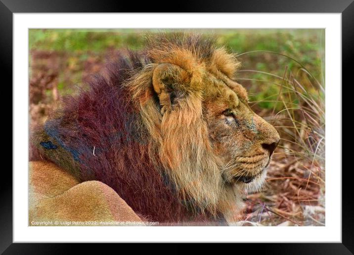 The Majestic Asian Lion Framed Mounted Print by Luigi Petro