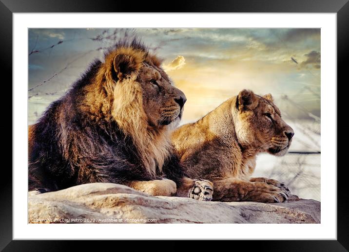 Male and female Asian lions, Chester Zoo, UK. Framed Mounted Print by Luigi Petro