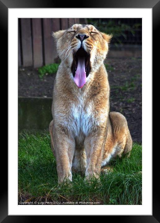 Big yawn by a lioness at the London Zoo, London, United Kingdom Framed Mounted Print by Luigi Petro