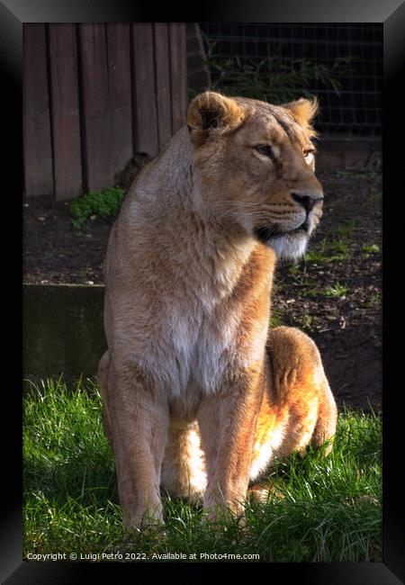 Lioness at the London Zoo, London, United Kingdom Framed Print by Luigi Petro