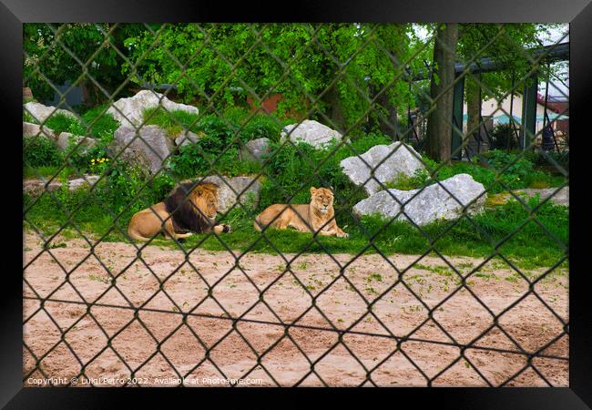 Pair of adult Asian lion, Chester Zoo, Framed Print by Luigi Petro