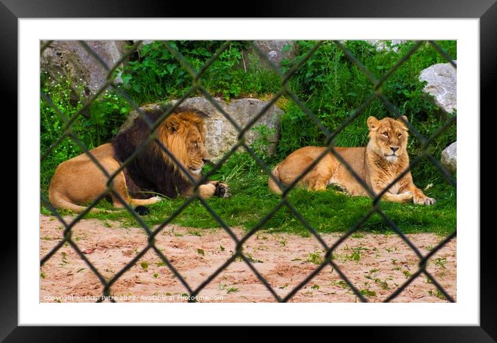 Pair of adult Asian lion, Chester Zoo, Framed Mounted Print by Luigi Petro