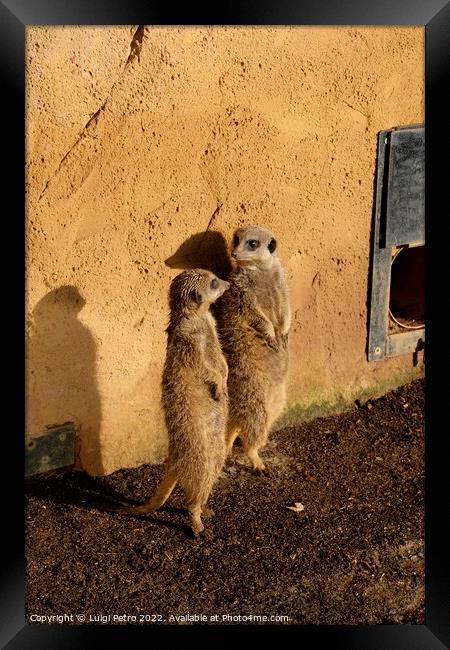 Watchful Meerkats of Chester Zoo Framed Print by Luigi Petro
