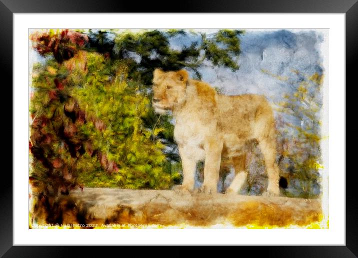 Regal Lioness on the Prowl Framed Mounted Print by Luigi Petro