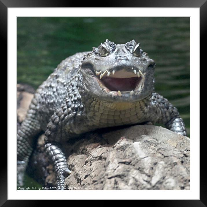The Menacing Spectacled Caiman Framed Mounted Print by Luigi Petro