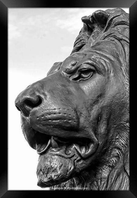 Close-Up Of Lion Sculpture, Trafalgar Square, Lond Framed Print by Luigi Petro