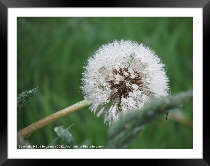 Fairy Dandelion Flower Framed Mounted Print by Sue Bottomley