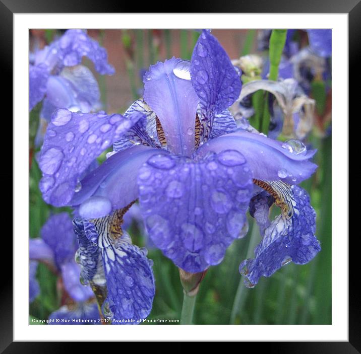 Iris in the rain Framed Mounted Print by Sue Bottomley