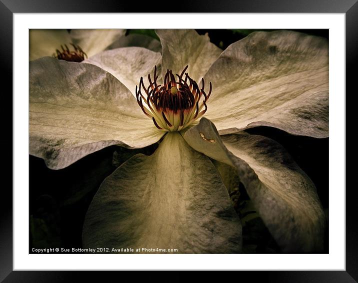 Essence of a natural flower Framed Mounted Print by Sue Bottomley