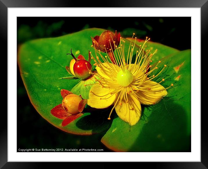 Bold berry to bright flower Framed Mounted Print by Sue Bottomley