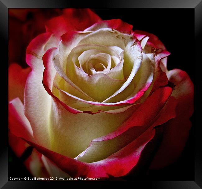 Rose beauty from inside out Framed Print by Sue Bottomley