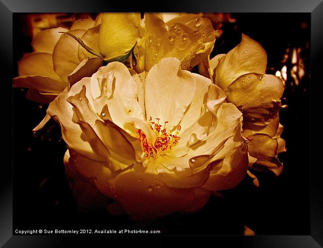Golden Rose in the sun Framed Print by Sue Bottomley