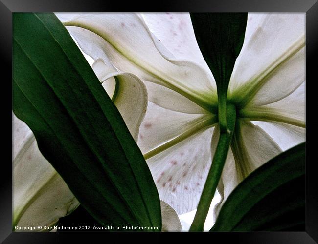 View from under white Lily Framed Print by Sue Bottomley