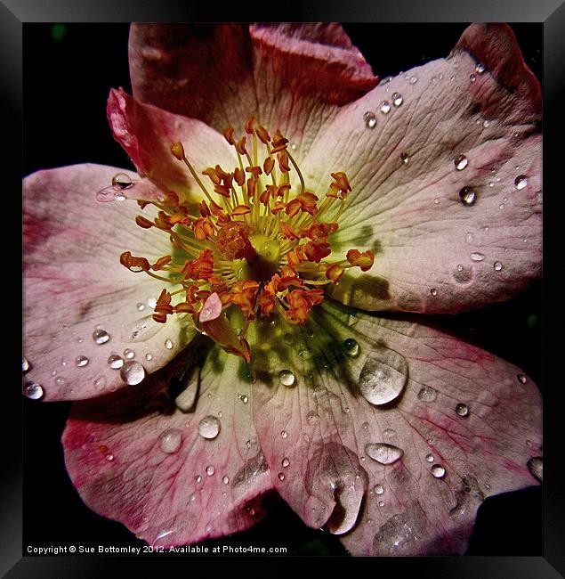 Flower after the rain Framed Print by Sue Bottomley