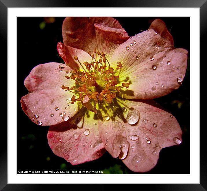 Flower after the rain (2) Framed Mounted Print by Sue Bottomley