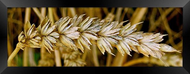 Corn leaved behind after harvesting Framed Print by Sue Bottomley