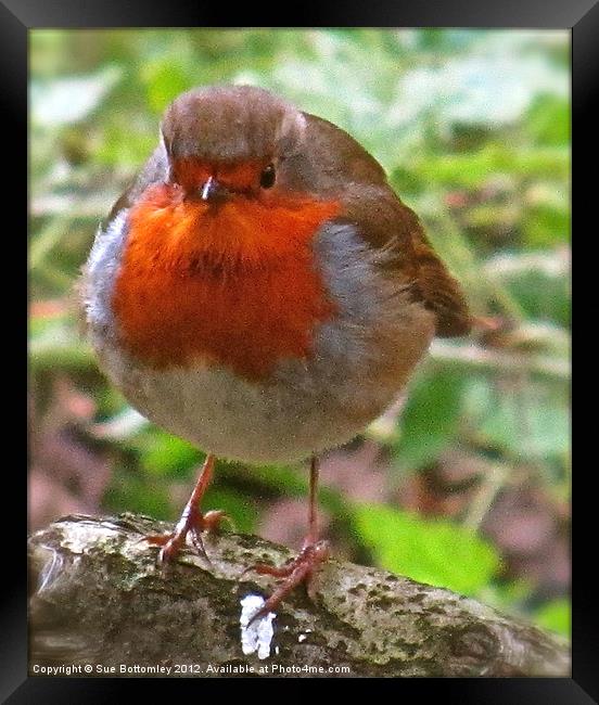 Robin Red Breast Framed Print by Sue Bottomley