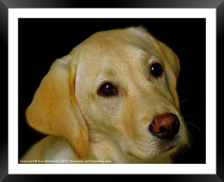 Labrador Puppy Framed Mounted Print by Sue Bottomley