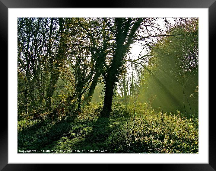Sun breaking through the tree's Framed Mounted Print by Sue Bottomley