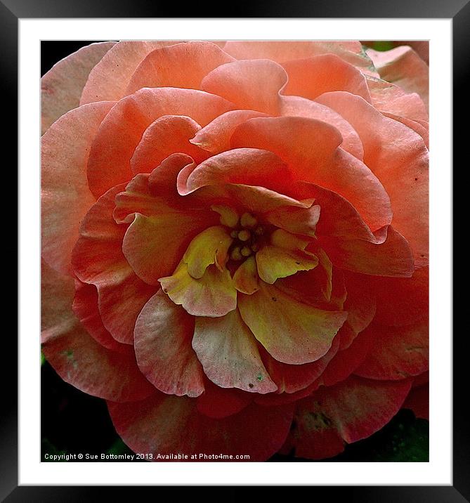 Pink flower up close Framed Mounted Print by Sue Bottomley