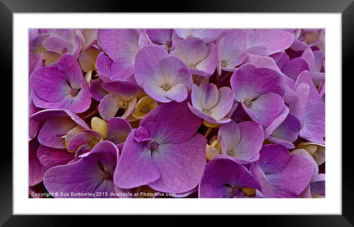 Purple Hydrangea up close Framed Mounted Print by Sue Bottomley