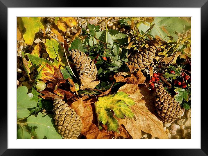 Shades of Autumn Colours Framed Mounted Print by Sue Bottomley