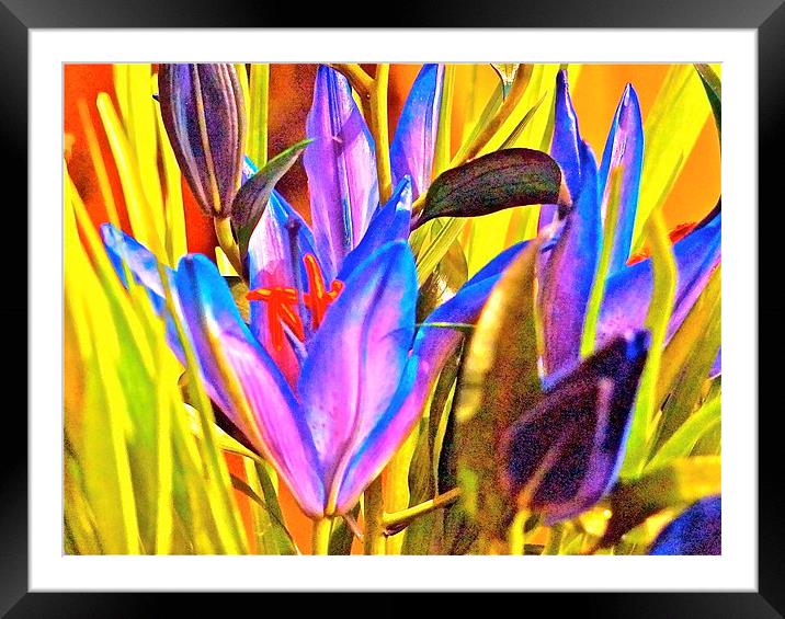 Blue Cocktail Lily Framed Mounted Print by Sue Bottomley