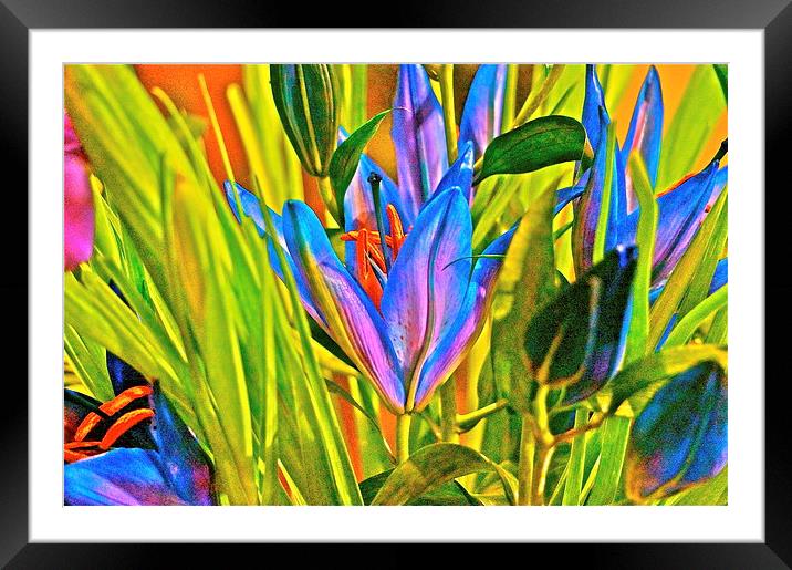 Cocktail Lily flower arrangement Framed Mounted Print by Sue Bottomley