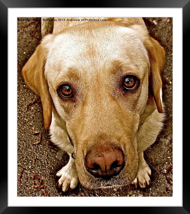 Labrador pleading eyes Framed Mounted Print by Sue Bottomley
