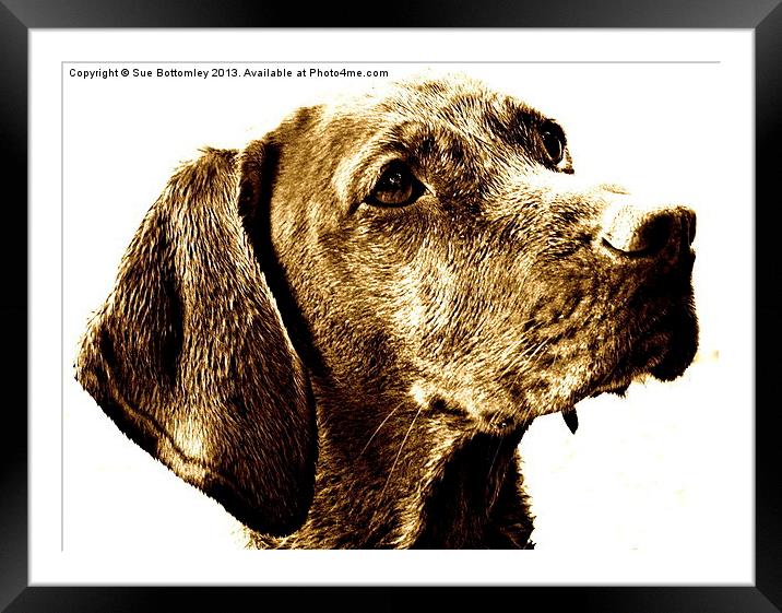 Vizsla dog breed Framed Mounted Print by Sue Bottomley