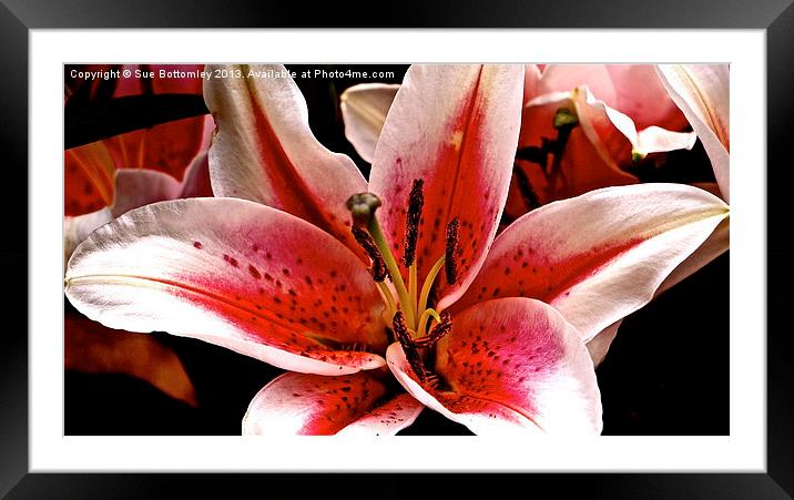 Tiger Lily Framed Mounted Print by Sue Bottomley