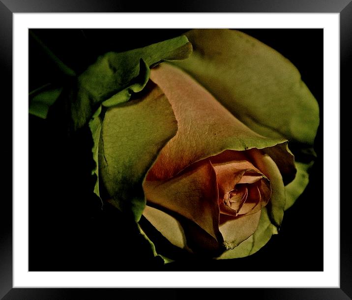 Plan and simple Rose Framed Mounted Print by Sue Bottomley