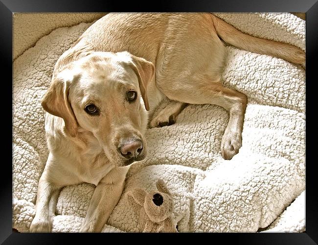 Labrador ready for bedtime Framed Print by Sue Bottomley