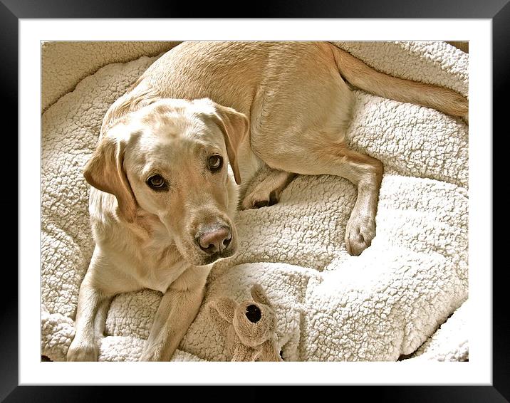 Labrador ready for bedtime Framed Mounted Print by Sue Bottomley