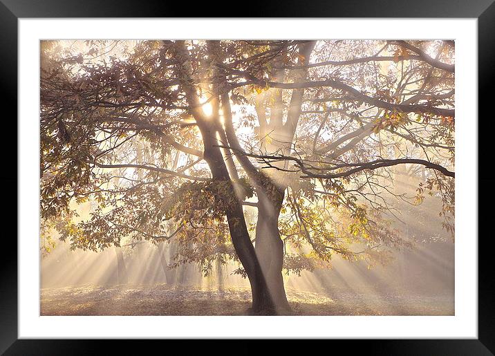 Tree, sun rays, early mist Framed Mounted Print by Sue Bottomley