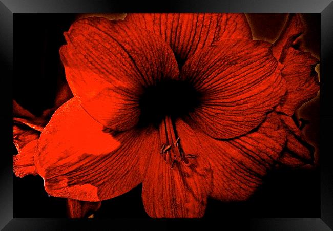 Amaryllis Flower Framed Print by Sue Bottomley