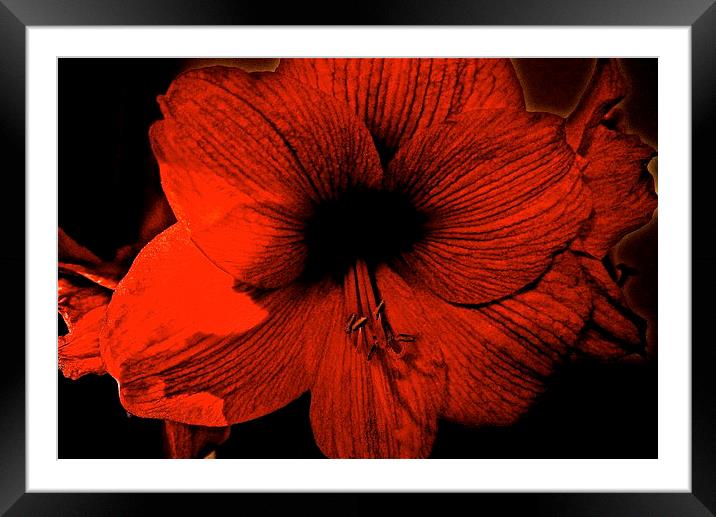Amaryllis Flower Framed Mounted Print by Sue Bottomley