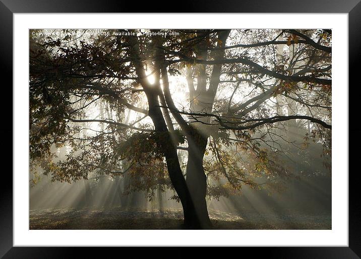  sun rays though the trees Framed Mounted Print by Sue Bottomley