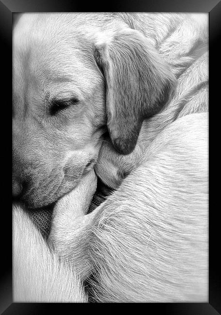 Labrador sleeping black and white Framed Print by Sue Bottomley