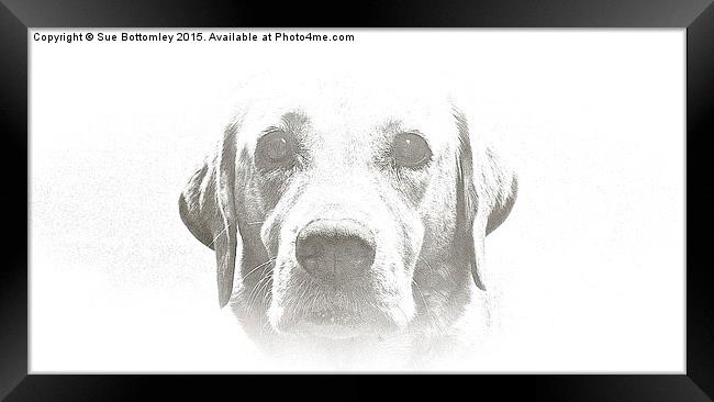  Four year old Golden Labrador Framed Print by Sue Bottomley