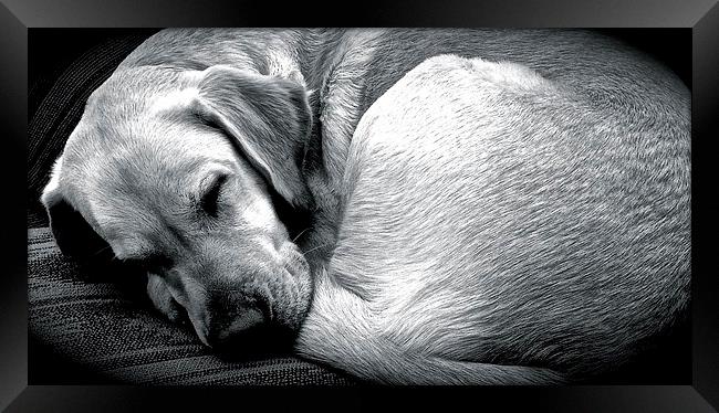  Sleeping Labrador dog  Framed Print by Sue Bottomley