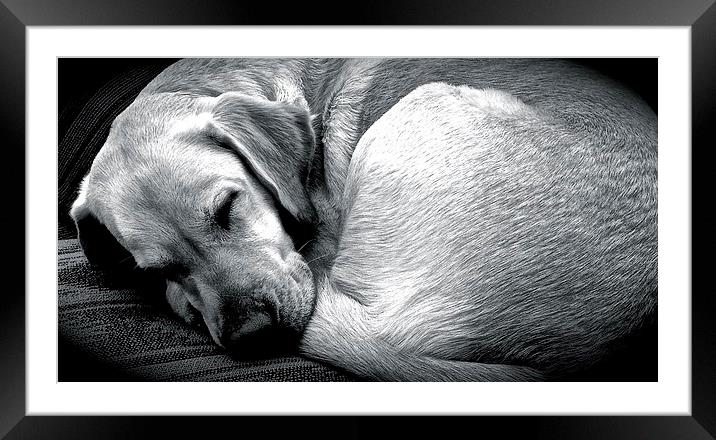  Sleeping Labrador dog  Framed Mounted Print by Sue Bottomley